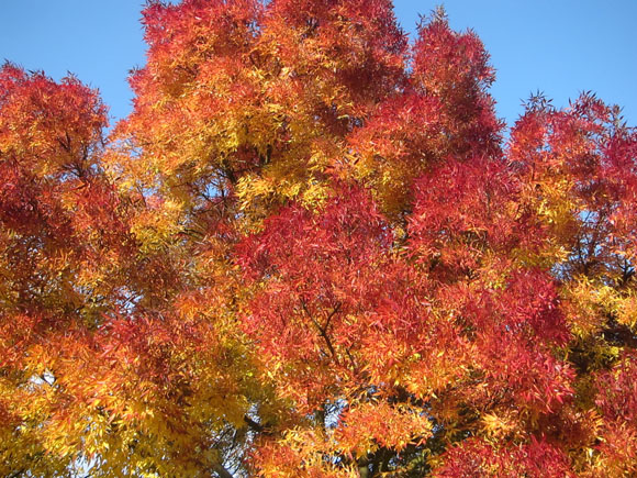 flame trees